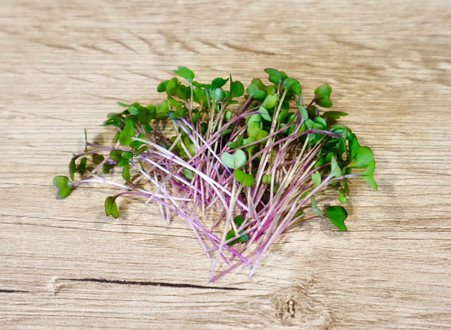 Kohlrabi Microgreens