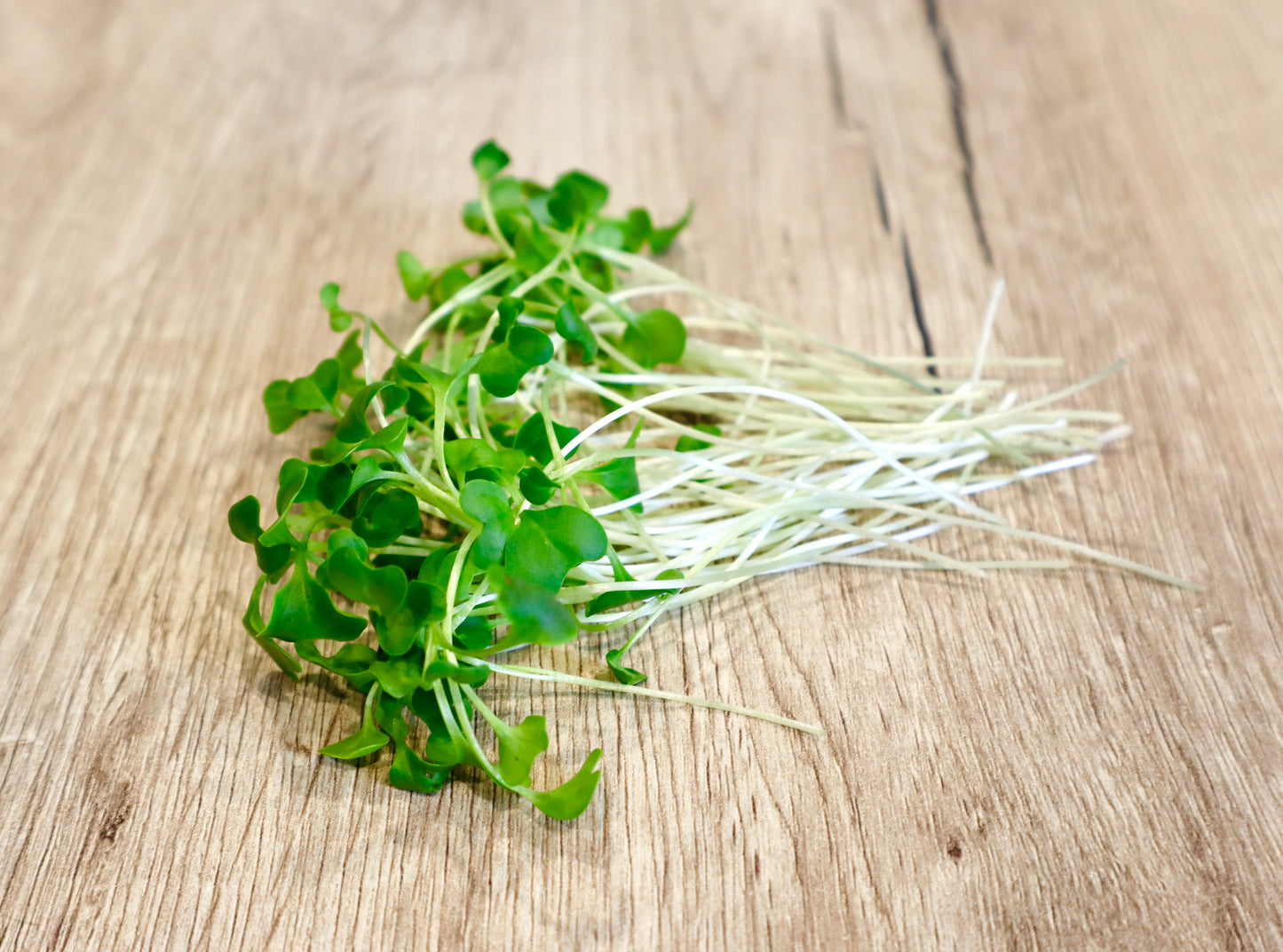 Broccoli Microgreens