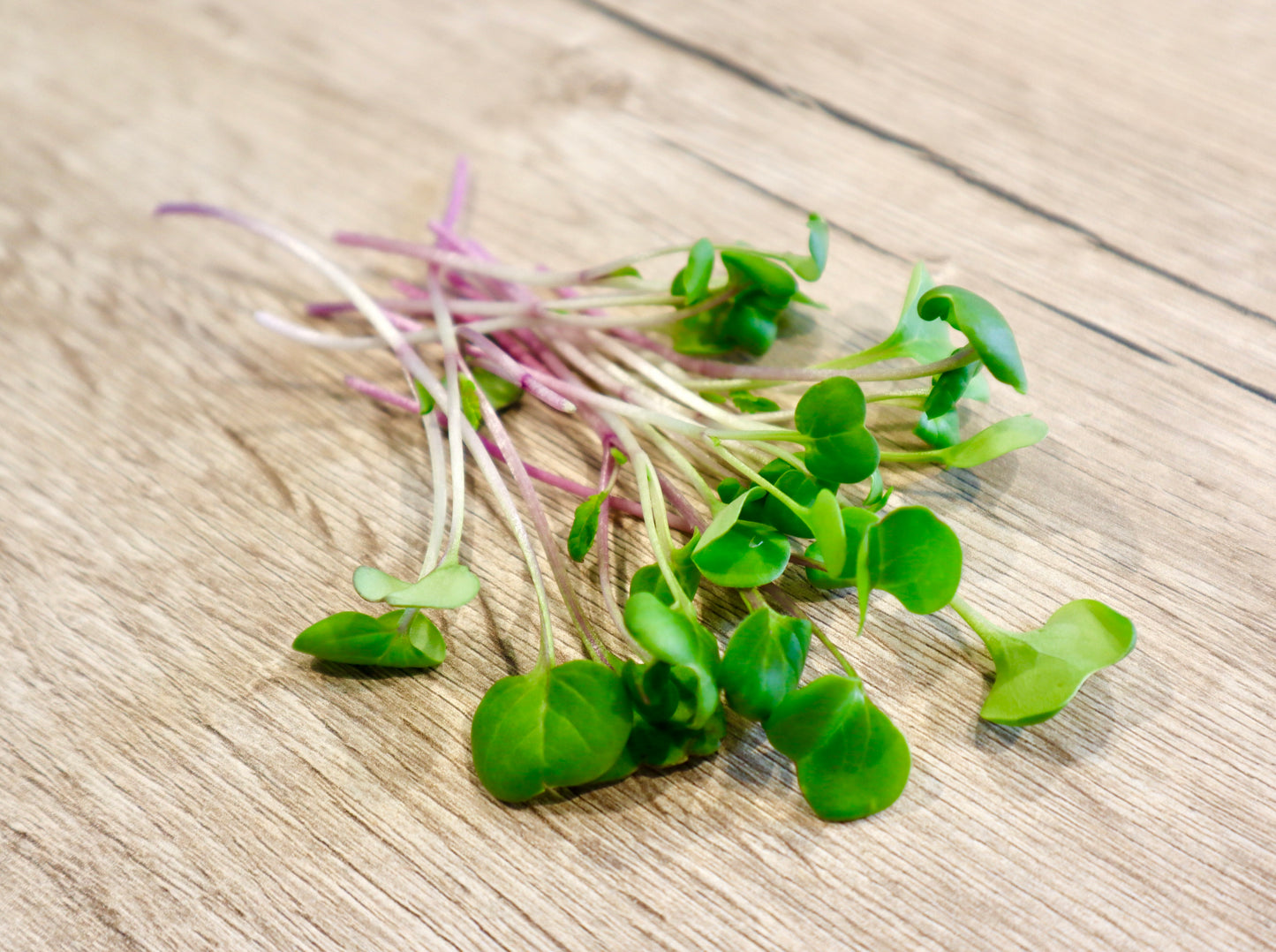 Radish Microgreens - Triton Purple