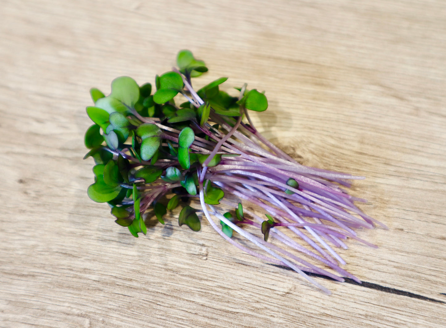 Red Cabbage Microgreens